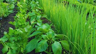 COMPANION PLANTING INTERCROPPING amp INTERPLANTING  Maximizing Space In The Market Garden [upl. by Aehcsrop]