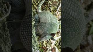 NineBanded Armadillo Dasypus novemcinctus  Observed in Description [upl. by Bethesde686]