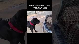 Dog sound  dog video  dog barking  dog barking sound  dog voice  dog mating  dog song shorts [upl. by Purington]