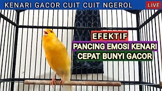 Kicau burung kenari gacor cuit cuit emosi untuk masteran kenari muda belajar bunyi 207 canary song [upl. by Hirst]