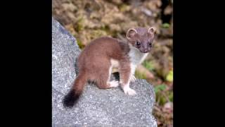 Stoat Ermine Røyskatt [upl. by Megen]