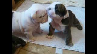 4 week old English bulldog pups trying to walk and play [upl. by Nonnac]