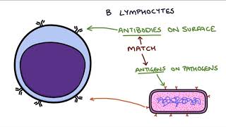 Understanding the Cells of the Immune System [upl. by Anikes]