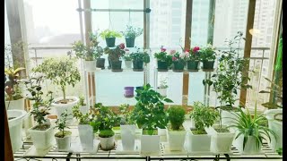 베란다 프로젝트 EP 2 3월의 베란다정원 베란다정원 베란다에서딸기키우기 실내정원 IndoorGarden VerandaGarden [upl. by Feola]