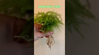 Asparagus Fern in LECA [upl. by Shawnee]