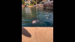 The Dolphin 🐬 came over to talk to us seaworld seaworldparks dolphinencounter dolphinwatching [upl. by Brewer]