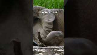 Tuskers shower time wildanimals wildlife tuskers elephant elephantattack [upl. by Slyke]