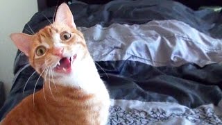 Funny Cats and Kittens Meowing Compilation [upl. by Akemot]