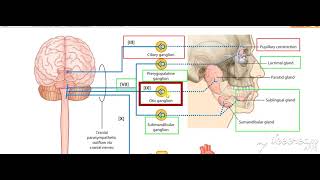 Parasympathetic Head amp Neck 2 [upl. by Hester]