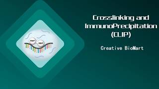 Crosslinking and ImmunoPrecipitation CLIP [upl. by Carmelle]