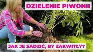 Dzielenie i sadzenie piwonii Jak zrobić to dobrze [upl. by Spurgeon]