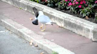 Seagull kills a pigeon [upl. by Reddin]