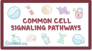 Common cell signaling pathway [upl. by Yonit524]