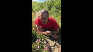 Perennial Centaury identification [upl. by Teddy]