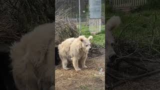 Bear wakes from nap in animal sanctuary looking dishevelled 🐻 shorts [upl. by Ibmat7]