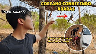 COREANO CONHECENDO ARARAS NO BRASIL [upl. by Nivi]