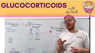 Glucocorticoids  AntiInflammation  Mechanism of Action [upl. by Marjory]