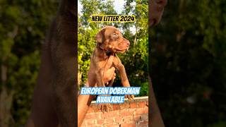 EUROPEAN DOBERMAN puppies Available in INDIA 🇮🇳 India’s Best European Doberman kennel puppies [upl. by Emmer]