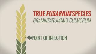 What is Fusarium ear blight and how does it affect your crop [upl. by Schick93]