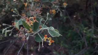 Grewia sp in a Hillock in Kanchipuram dt [upl. by Zurn378]