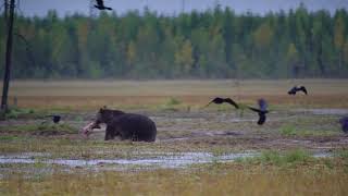 Wild wolf bears and wolverine in Finland [upl. by Salomi]