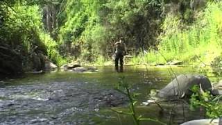 dry fly trout in summer adelaide hills [upl. by Guendolen46]