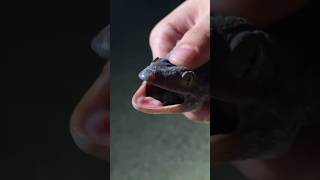 Wild Tokay Gecko  Herping with davkaufmansreptileadventures [upl. by Felita]