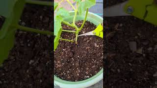 Simple Watermelon pruning increase growth amp air flow watermelon [upl. by Mattah275]