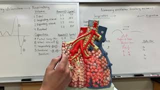 3B Pulmonary Lobule Model [upl. by Inalawi]