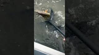 Kid catches Redfish in Alabama Marsh fishing bayou saltlife [upl. by Lefton]