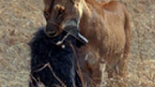 An Afternoon Baboon Snack  Best of Wild [upl. by Tavis]