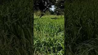 Híbrido de Panicum Carcará en Escárcega Campeche [upl. by Nylteak]