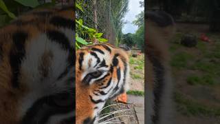 Eros aime t’il l’herbe à chat  lion normandie tiger whitetiger bigcats [upl. by Oigile]