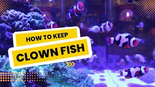 Clownfish Care Requirements  How To Keep Anemone Fish in your Aquarium [upl. by Najar]