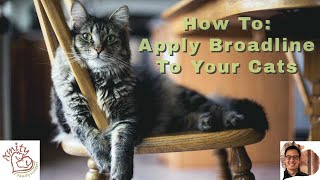 How to Apply Broadline to your Cat [upl. by Thanos442]