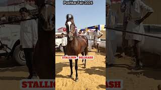 Stallion dilkash sire dilbagh at pushkar fair 2024 [upl. by Ahseila159]