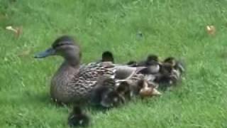 Mother Duck amp 12 Little Baby Ducklings Cute Full version [upl. by Cristin74]