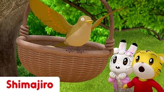 Go Baby Bird 🐦 NEW 3D EPISODES  Episode 36  Kids videos for kids  Shimajiro [upl. by Nnyllatsyrc]