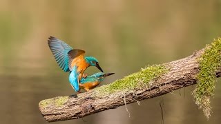 Paringsritueel en visoverdracht van de IJsvogels Kingfisher [upl. by Adnaluy]