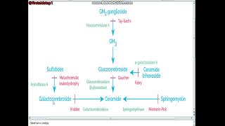 Lysosomal storage diseases [upl. by Nnahtebazile]