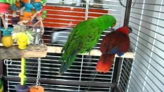 PART 2 Eclectus best talking parrotAVI [upl. by Ahsetra232]