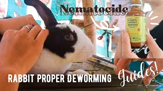 Rabbit Deworming Guides Philippines🐇❤️ [upl. by Dlorag]