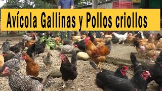 AVÍCOLA GALLINAS Y POLLOS CRIOLLOS [upl. by Kayla317]