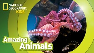 Giant Pacific Octopus 🐙  Amazing Animals [upl. by Citron352]