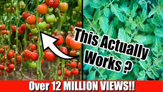 Grow Lots of Tomatoes Not Leaves  Complete Growing Guide [upl. by Eula]