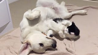 Banjo the White Labrador puppy and kitten playing [upl. by Eahsal981]