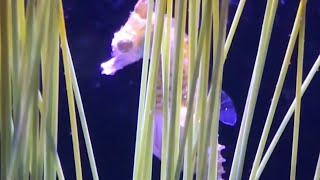 Male Dwarf Seahorse Gives Birth to 9 Babies shorts [upl. by Adnuhsor832]