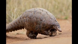 Pangolin  The Most Trafficked Mammal  New Species of Animal  Dangerous [upl. by Cyrilla213]