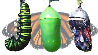 Monarch Butterfly Metamorphosis Timelapse FYV [upl. by Kryska]