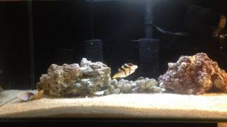 Valentini puffer fish eating and update [upl. by Amity]